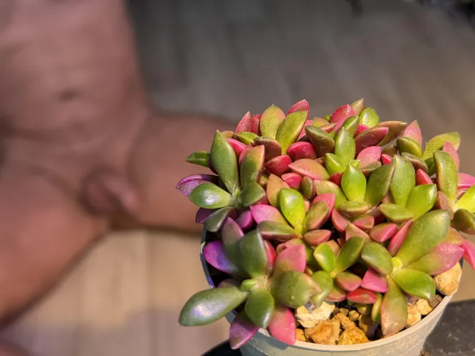 New plant in my collection by kosich88