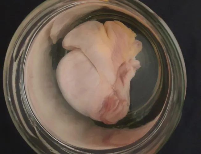 Not sure what to do with my preserved ball by DueAside8495