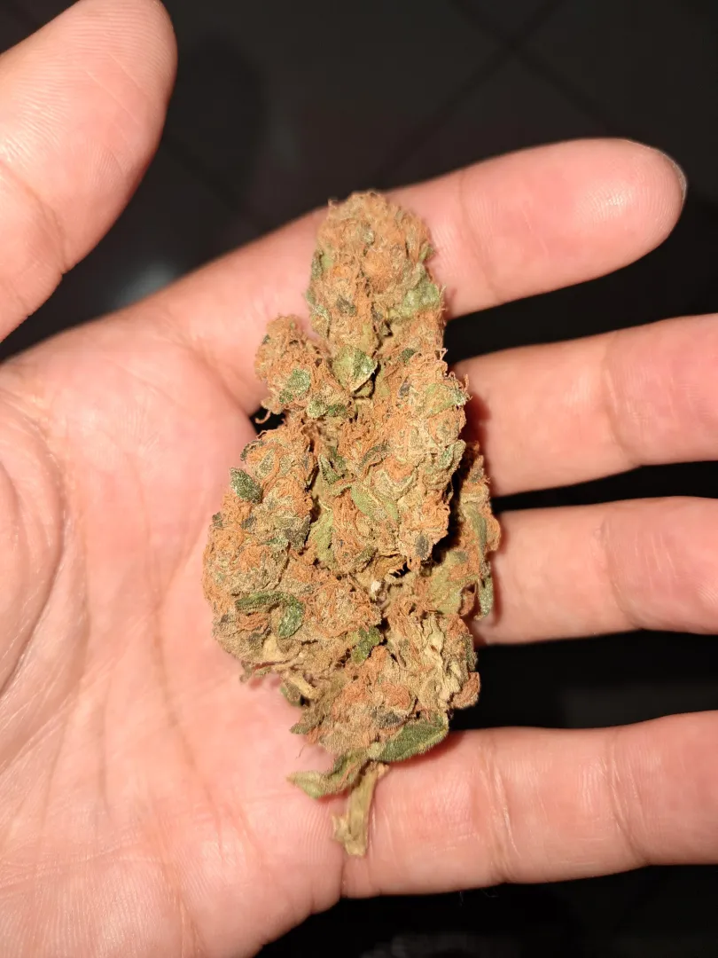 Olá posted by CrazyUserN