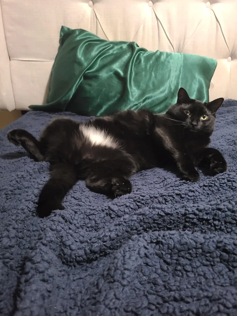 Paint me like one of your Siamese girls [F] posted by 5683968