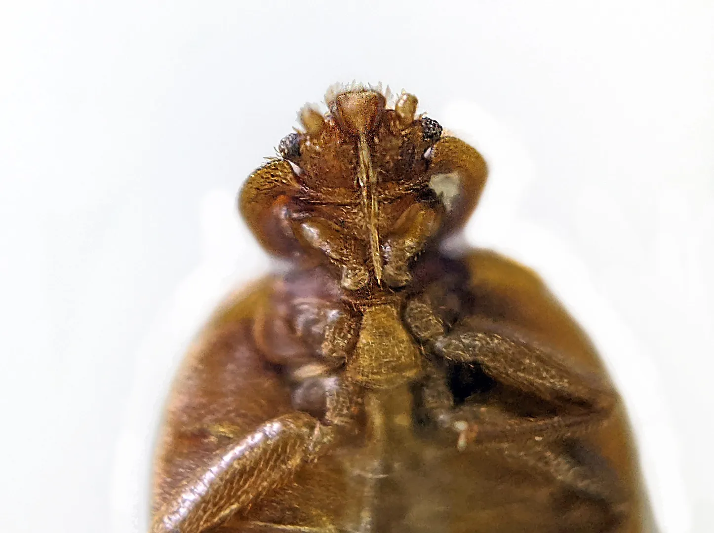 People say I look like Adam and it hurts my feelings. posted by NightPlum