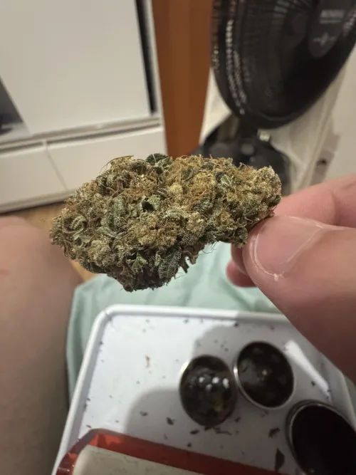 Primeira flor by __4snt4__