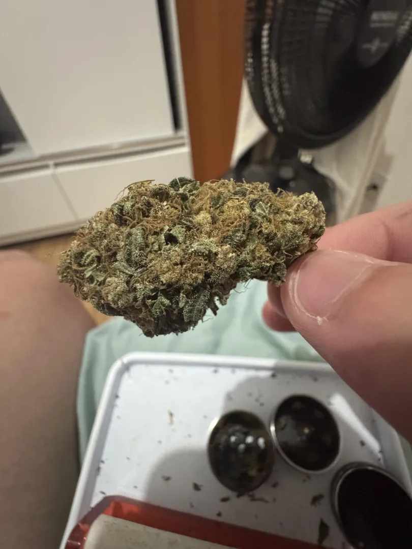 Primeira flor posted by __4snt4__