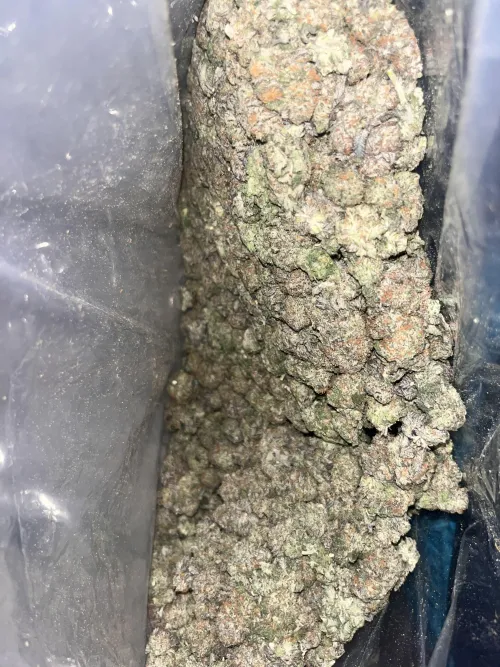 Purple plat  by Gloomy-Fox7471