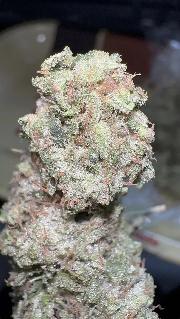 Qual foi a strain mais resinada que você já pegou? posted by paul_shots