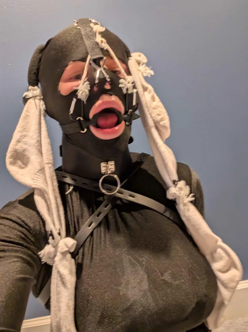 Ring gag and nosehook combo posted by Historical_Age7269