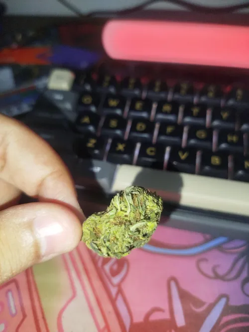 Segunda flor comprada by magosemluva