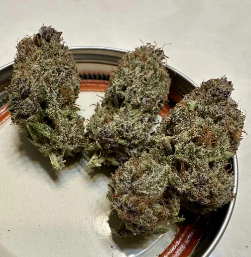 Southern Rose, Nowicann by HourHunter1489