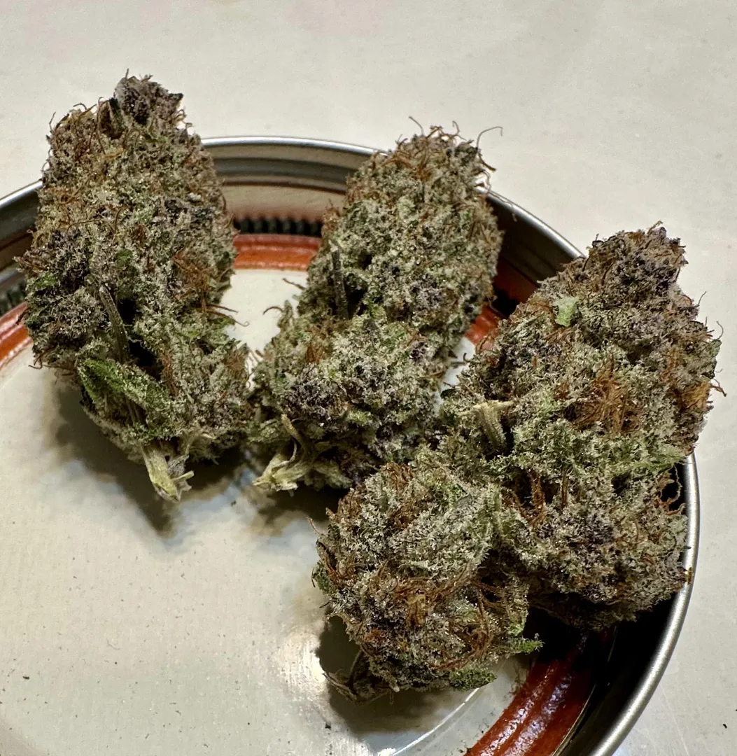 Southern Rose, Nowicann posted by HourHunter1489