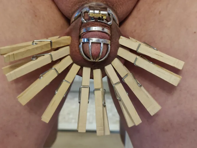 Standard plywood peacock by Old-Pin-5289