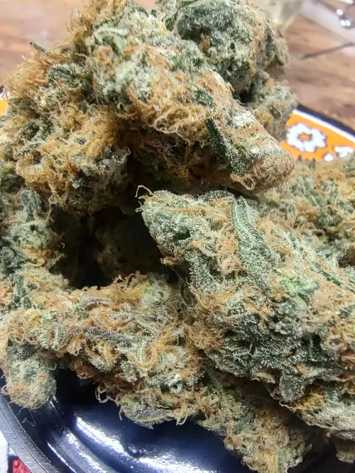 Temple Flo x Highland Thai Afghani. Blueberry by BodyJazzlike8818