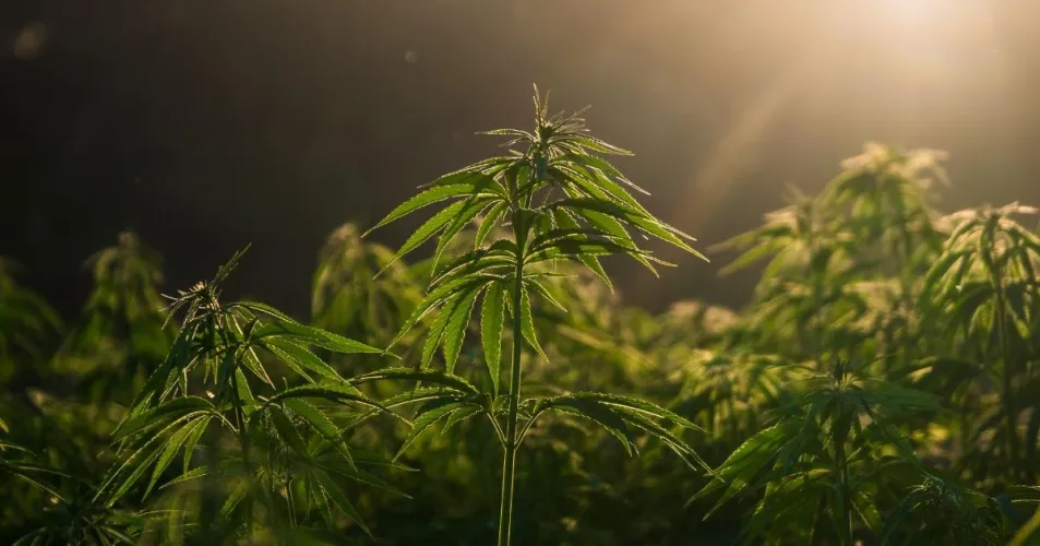 The Hemp Planting Predictability Act — Has Anyone Else Heard About This? by Mediiicaliii