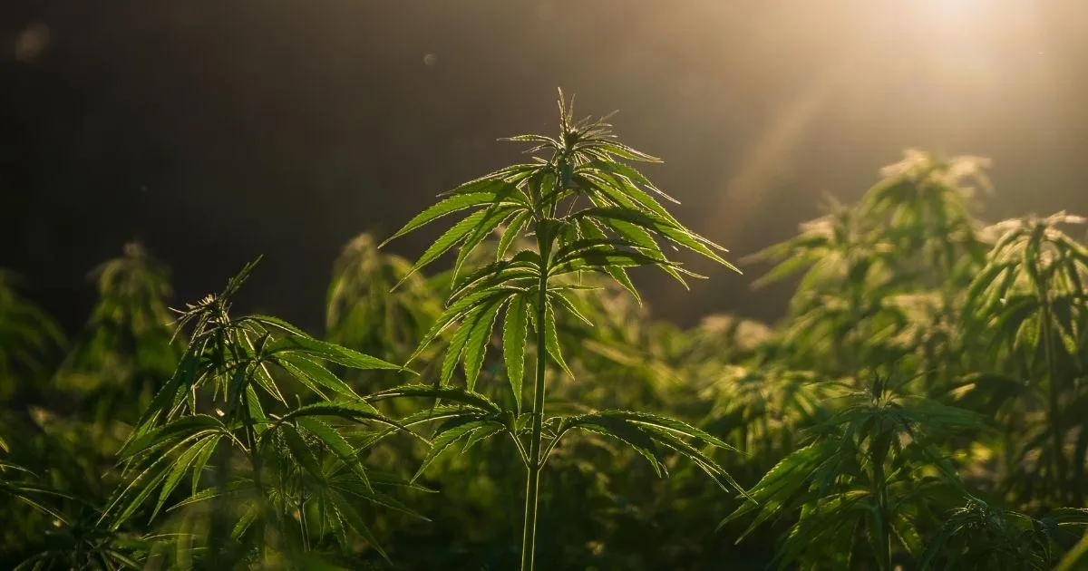The Hemp Planting Predictability Act — Has Anyone Else Heard About This? posted by Mediiicaliii