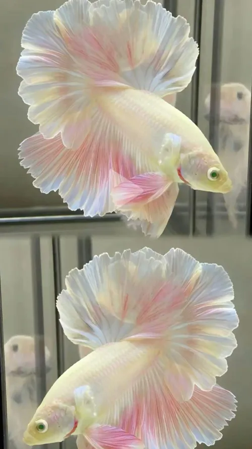 Thinking of doing my first routine to this song by Ill-Bonus-3464