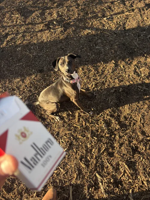 This Fucking Dog Always Wants One. by realsuitboi