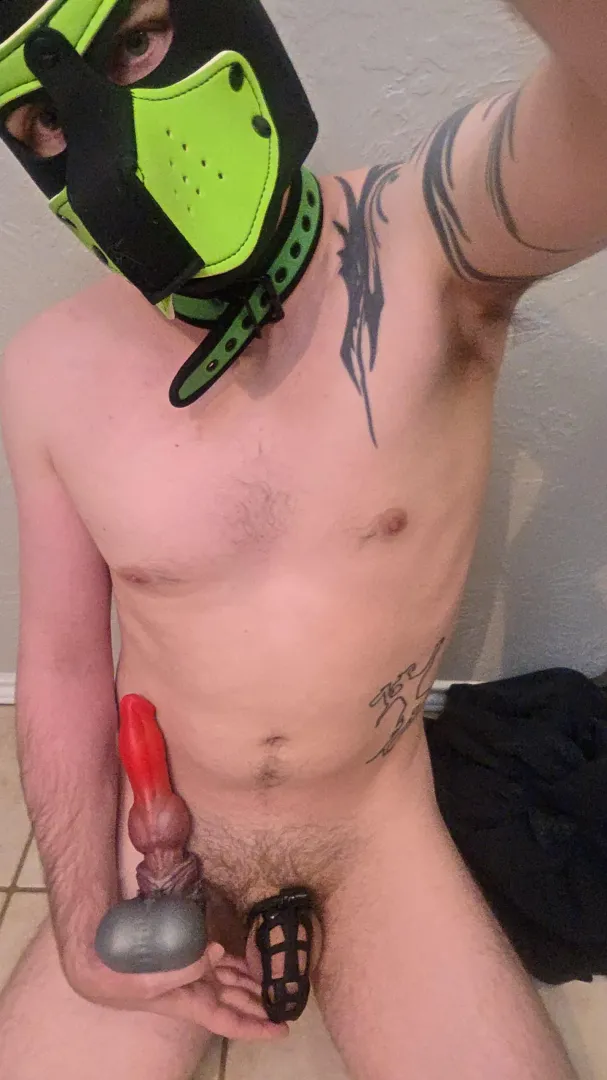 This pup is having a good time posted by aRedJester