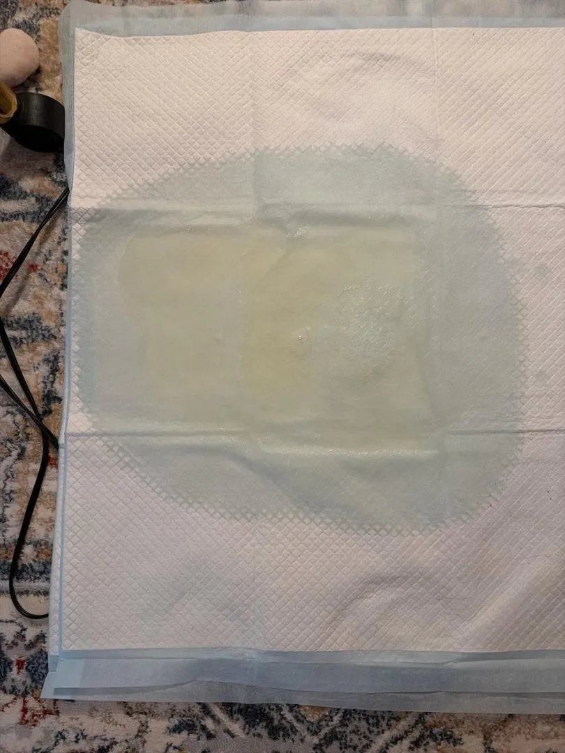 Tinkled on a potty pad tonight! posted by Sea_Fly5669