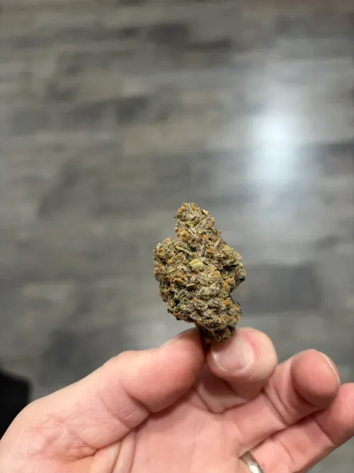 Trainwreck CHD by Odd-Memory-5377