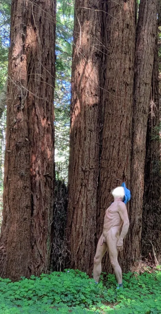 Tree Pose Tuesday: among the tall trees. posted by CalBare