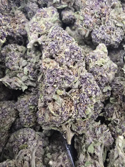 Tropical cherry by blowingtrees214