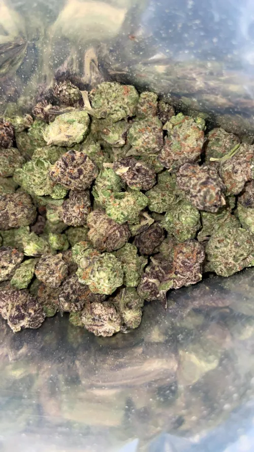 TSB- high society smalls by kreature19xx