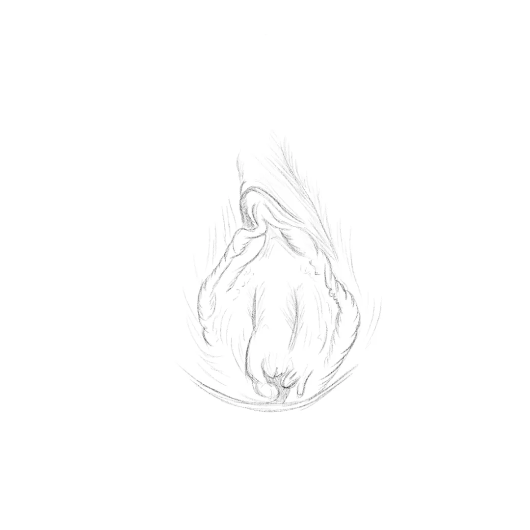 Vulva Sketch by Me posted by VulvaSketches