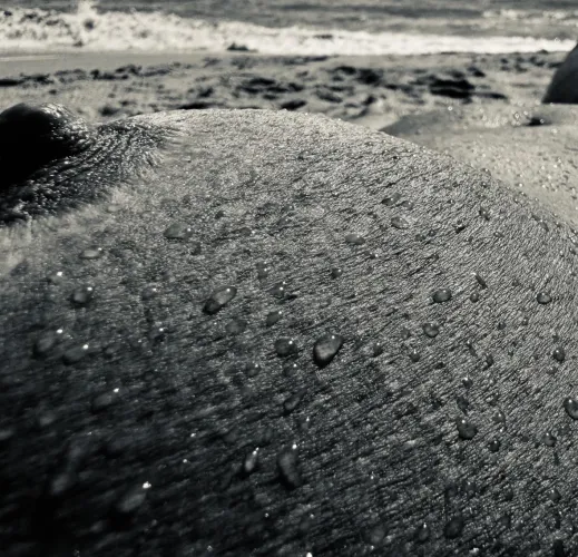 Water drops by SunbunneeJucee