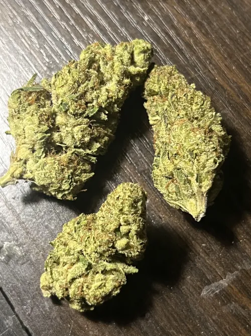 WFHC Juicee J by Global-Belt-453