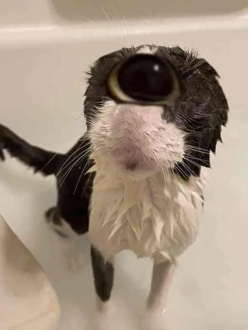 What? posted by longcow75