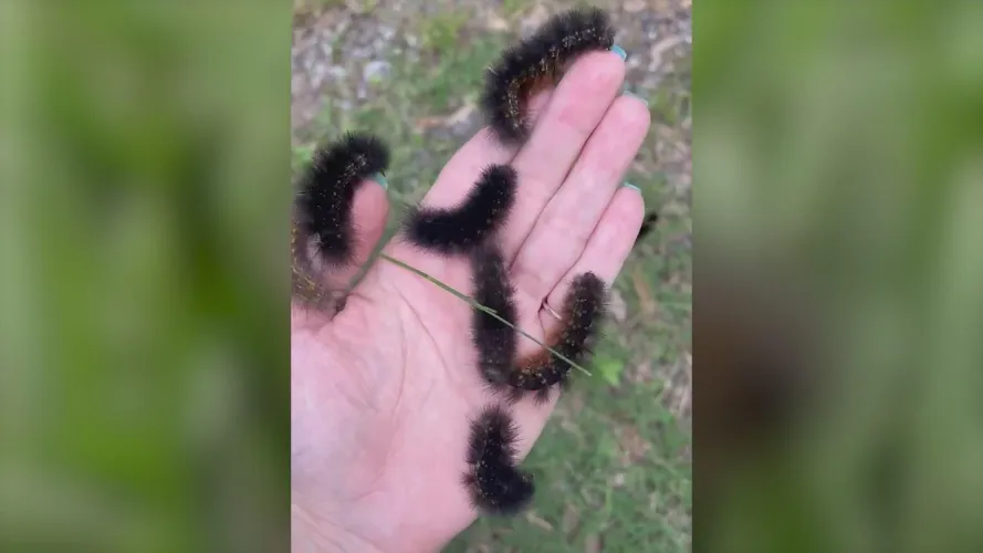 What can I knit with this yarn? by PersistentSheppie