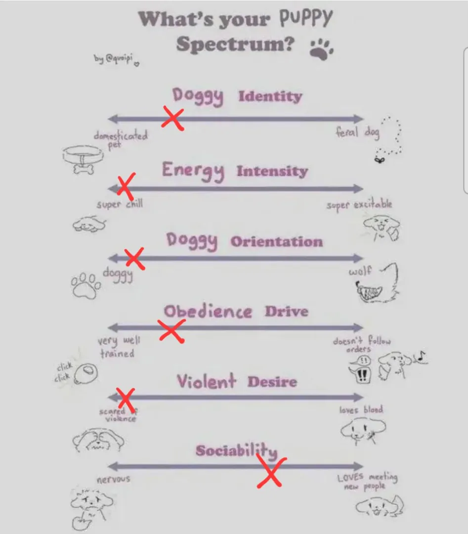 What does everyone think of my puppy? :D posted by 21vkp