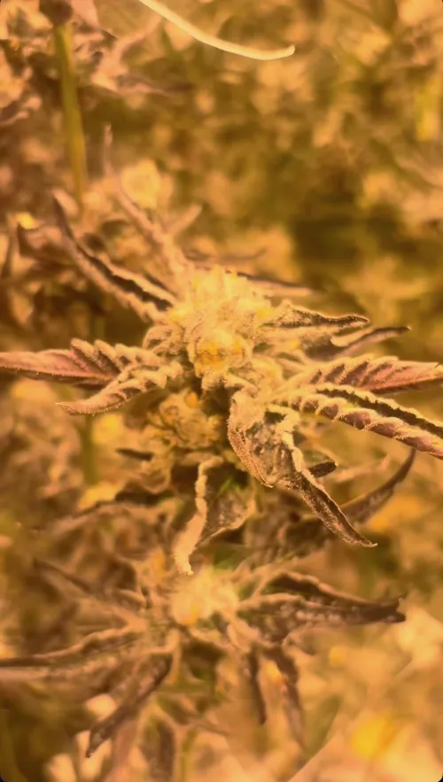 White truffles  by Gloomy-Fox7471