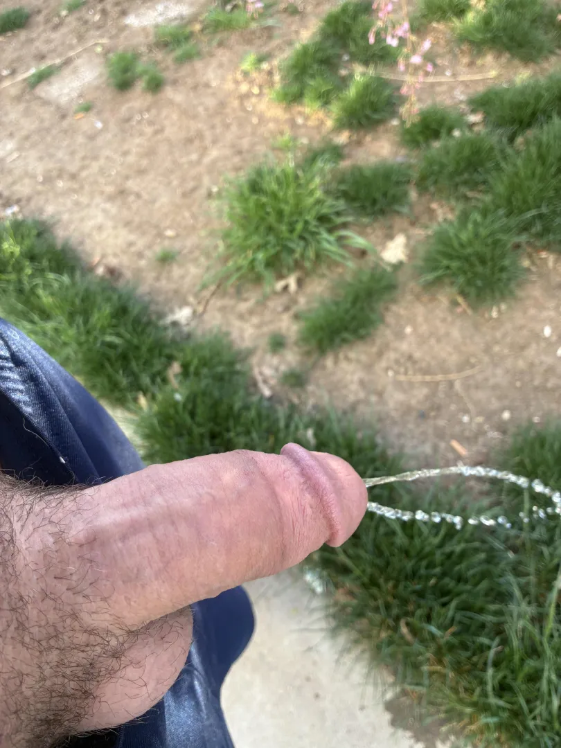 Yard piss posted by Lost_Rate_7612