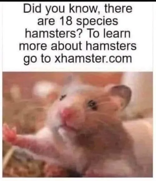 Yeah.. those hamsters by OdhozenaPastelka