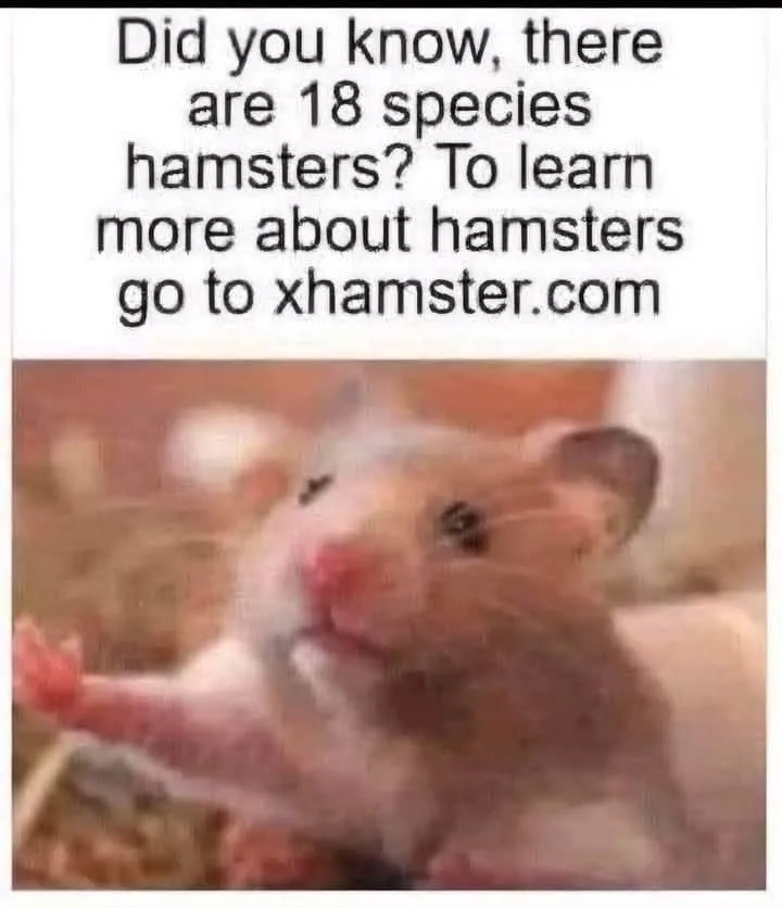 Yeah.. those hamsters posted by OdhozenaPastelka
