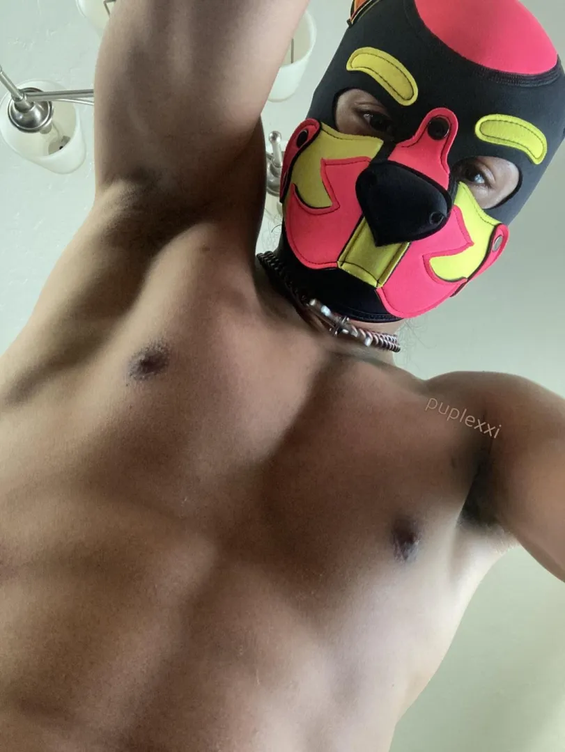 Your dog who jumped on you is about to drool on your face posted by puplexxi