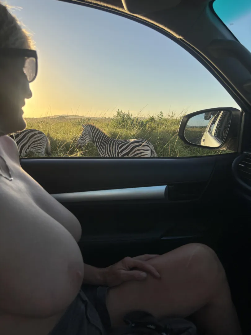 Zebra Tits Drive posted by Omg123456789012