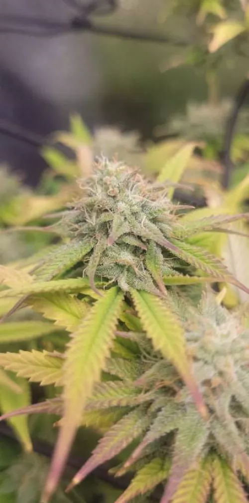 32 bull clean CT based. Let's chat [M4MF] by Jminton89