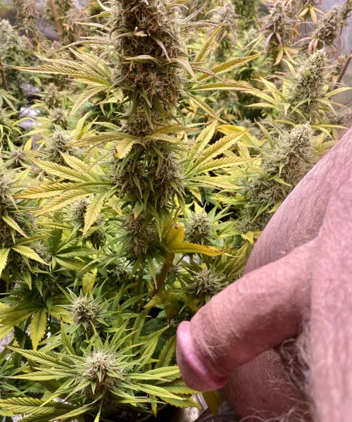 57 Bi meet the girls NFST legal to grow in my state.White Widow autos ILGM by Beneficial-Lawyer-91