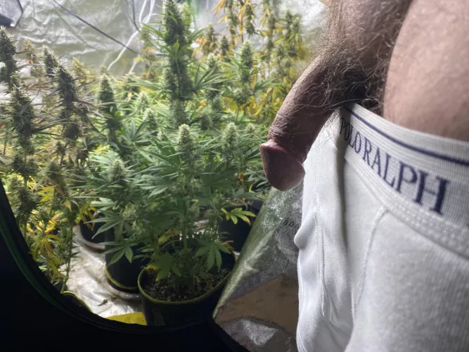 57 waiting for white widow auto to finish the next 4 weeks by Beneficial-Lawyer-91