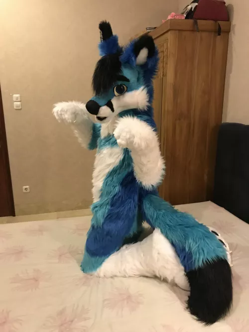 A Kit Fox When You Say It Was Time for Games: by spiritofniter