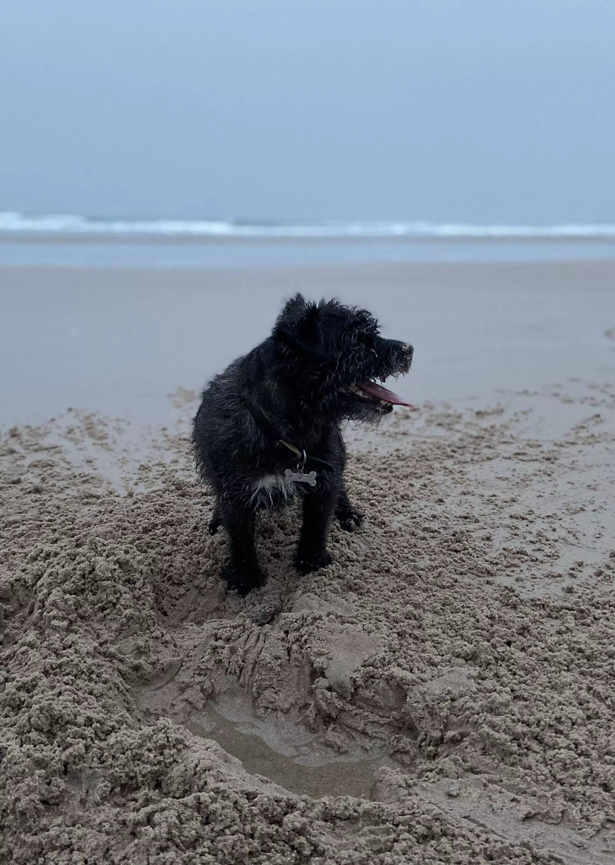 A sandy Terrier at Bamburgh, UK posted by jmpye