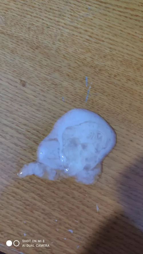 A Turkish bear man's milk by bi-sexology