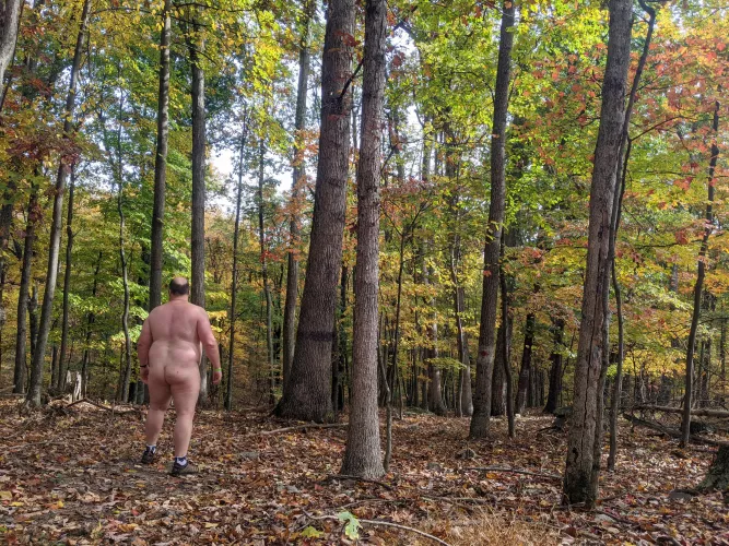 A walk in the woods. by Turbulent-Tradition