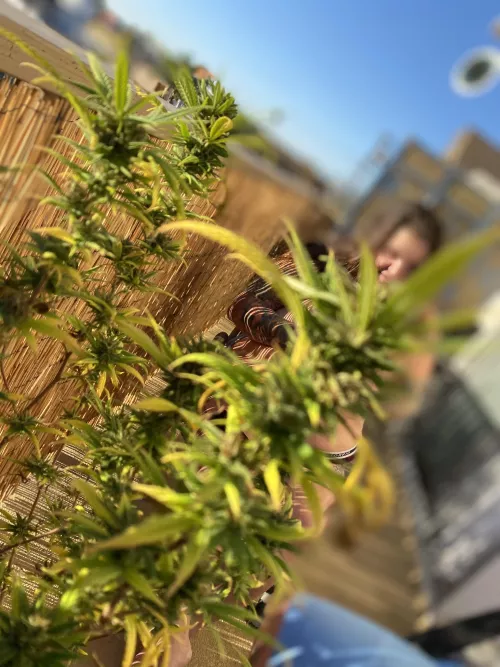 all these curves hiding behind the nugs by handful_heather420