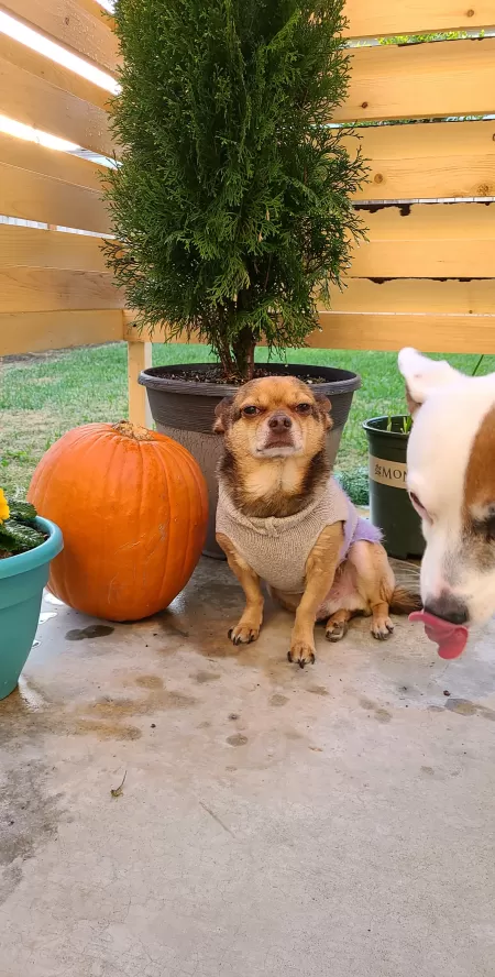 Already missing FALL. cozy sweaters please by _username_goes_here