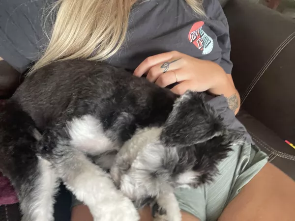 An accidental cameltoe trying to get my cute puppy hehe by bbyspice14