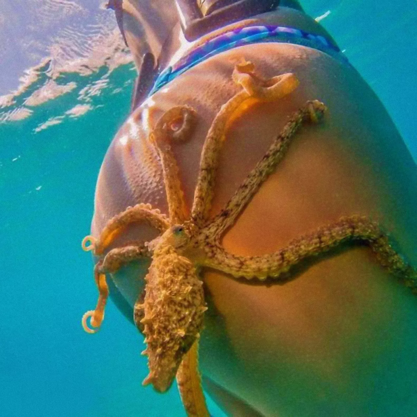 An very special KRAKE-Ass! posted by Frommmann