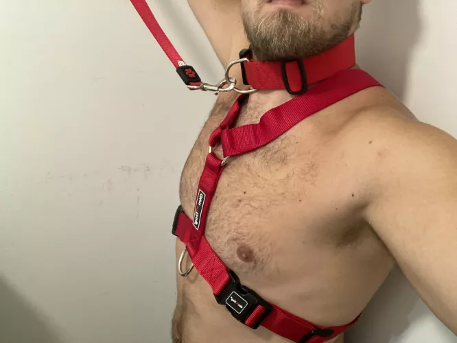 Any dog handler to train me as his dog on livecam Discord. Me 27 you max 25. I have all proper dogs equipment. Discord : Duster3332#9107 by Fearless-Original-54