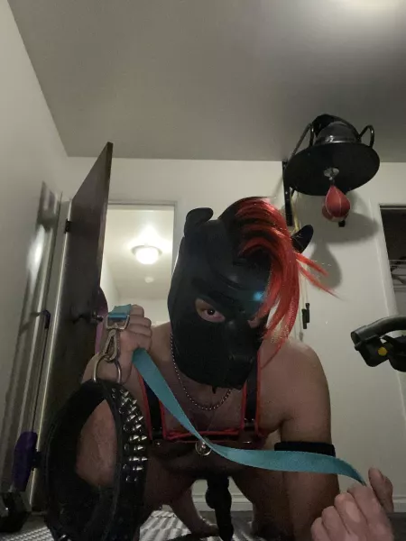 Any pups need to go for a walk? by Dark_W0lfe